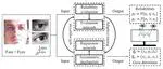 Gaze Estimation by Exploring Two-Eye Asymmetry