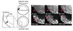 Light-sheet microscopy-based 3D single-cell tracking assay revealed a correlation between cell cycle and the beginning of endodermal cell internalization in zebrafish early development